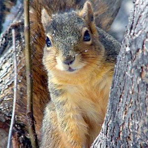 imagenes-animales-ardillas-p