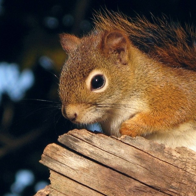 Top-30-cute-pics-of-Squirrel-20